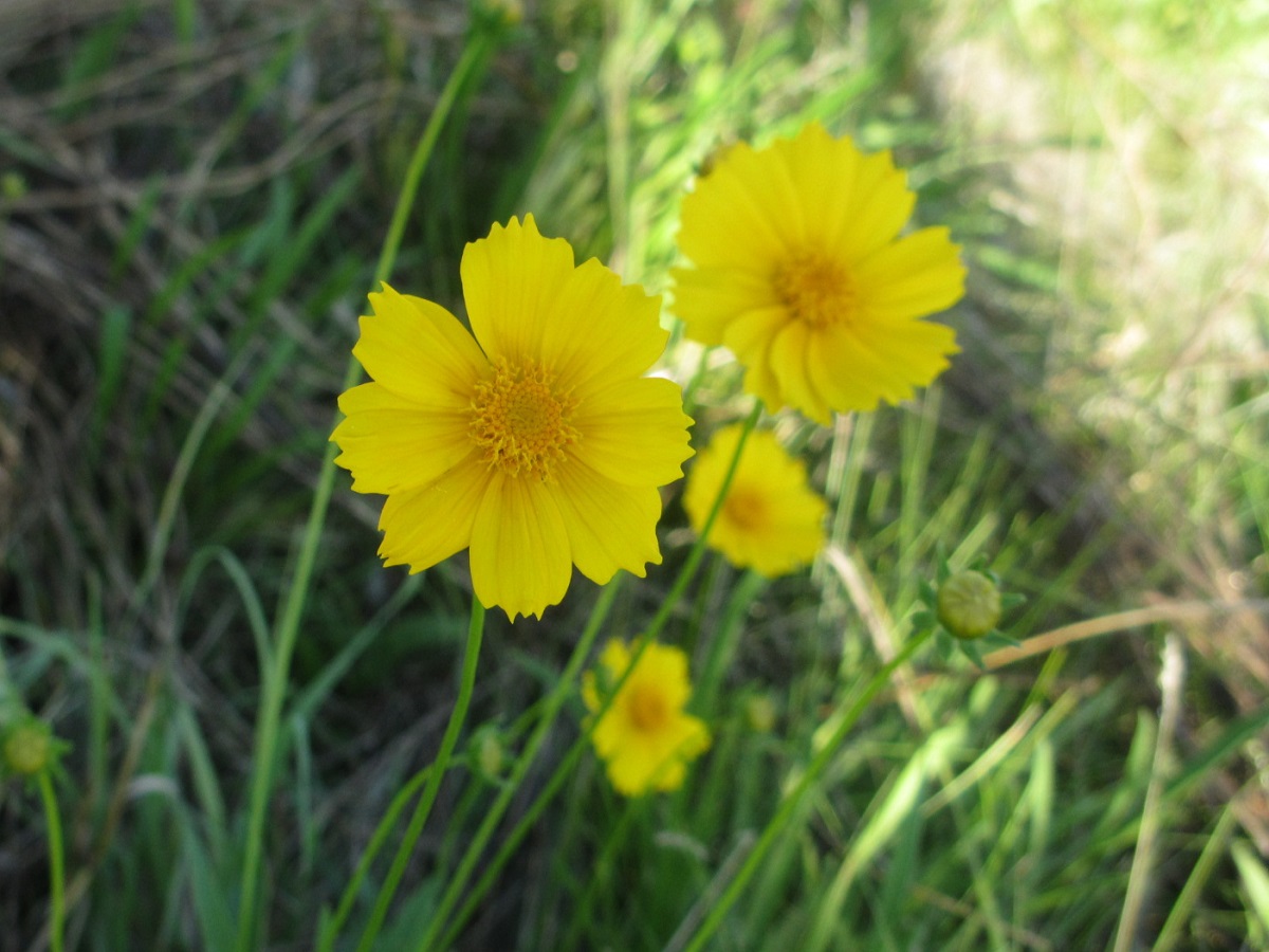 東御市 とうみし 特定外来生物 植物 を駆除しよう 人と自然が織りなす しあわせ交流都市 とうみ