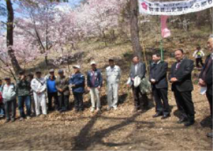 桜祭り