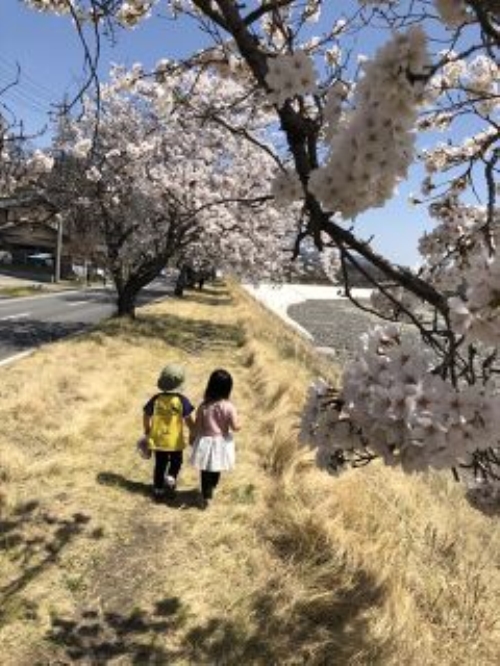 桜並木のお散歩1