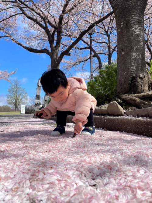 桜の絨毯