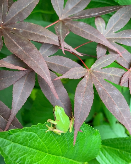 紅葉を待ちわびるカエル