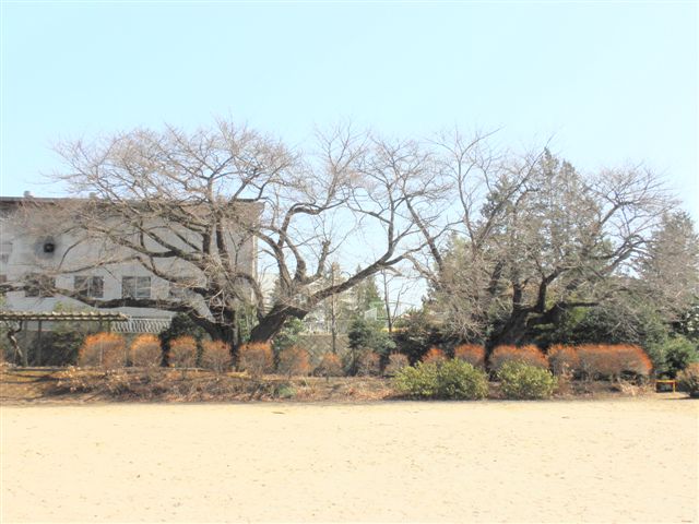 大神宮の大桜