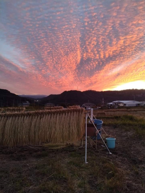 夕焼けこやけのはぜ掛け