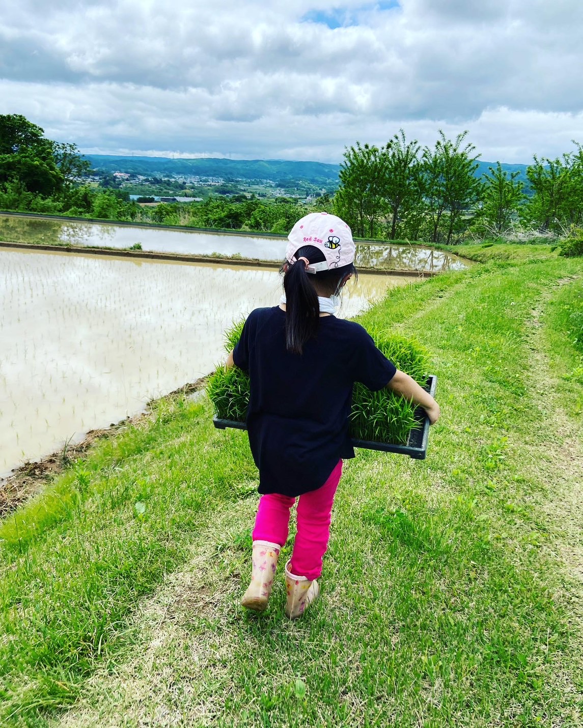 田植えのお手伝い