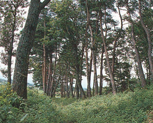 野馬除跡(のまよけあと)