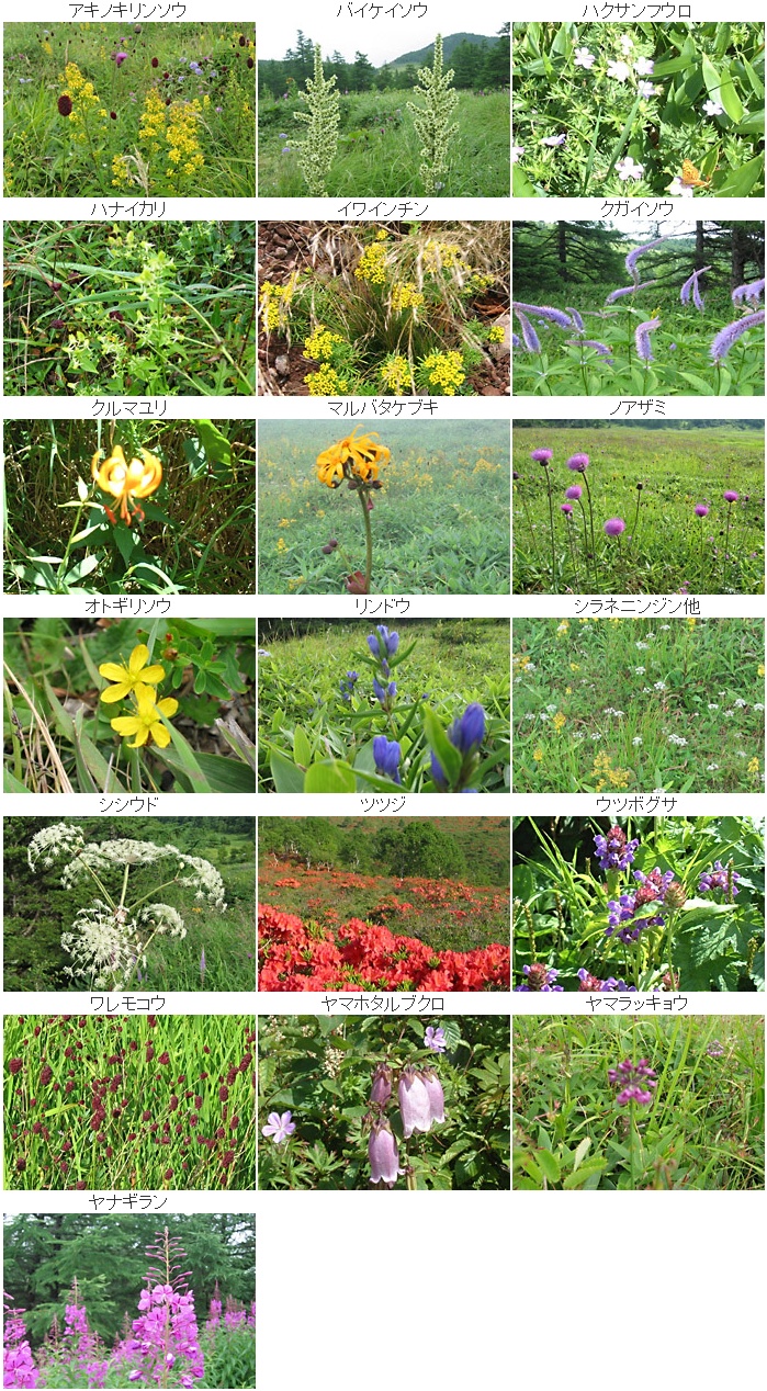東御市 四季の花