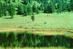 池の平湿原