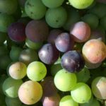 veraison01